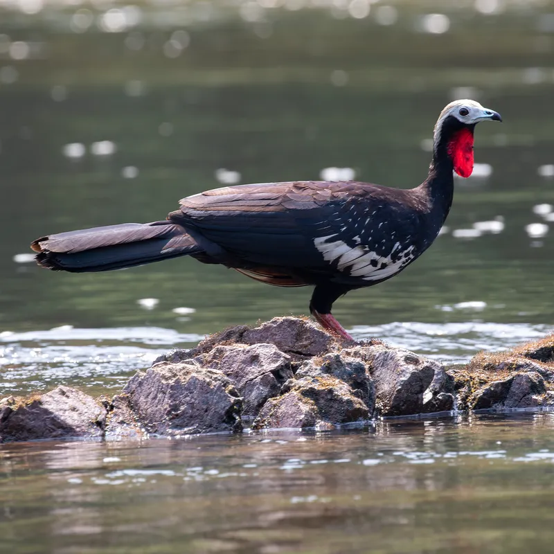 Red-throated Piping-Guan