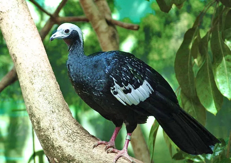 Blue-throated Piping-Guan
