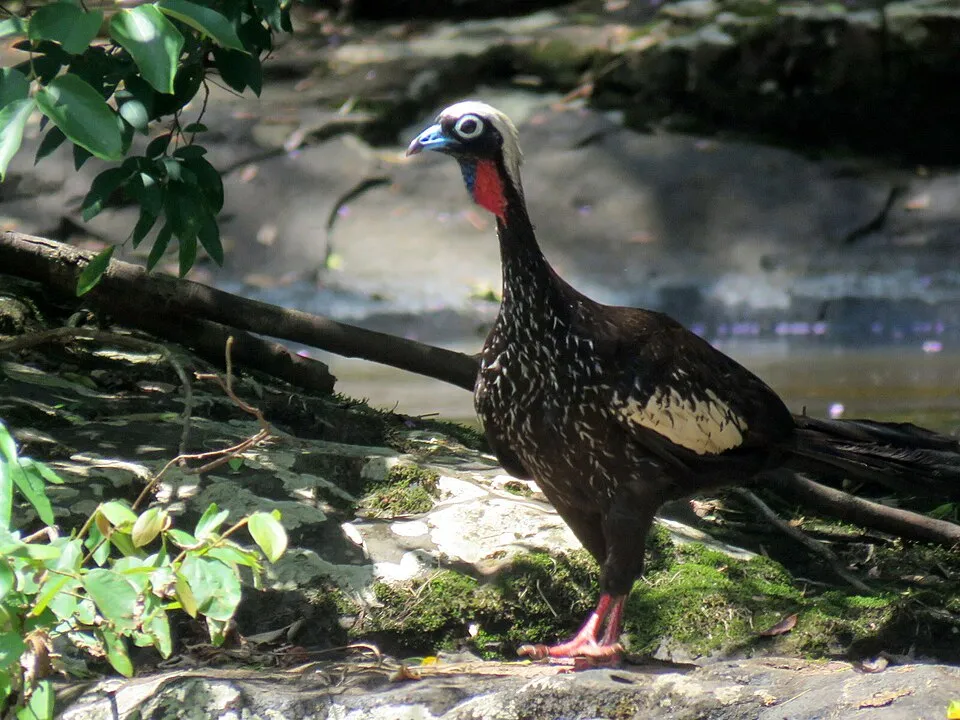 Black-fronted Piping-Guan