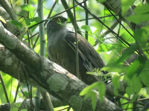 Bicolored Hawk