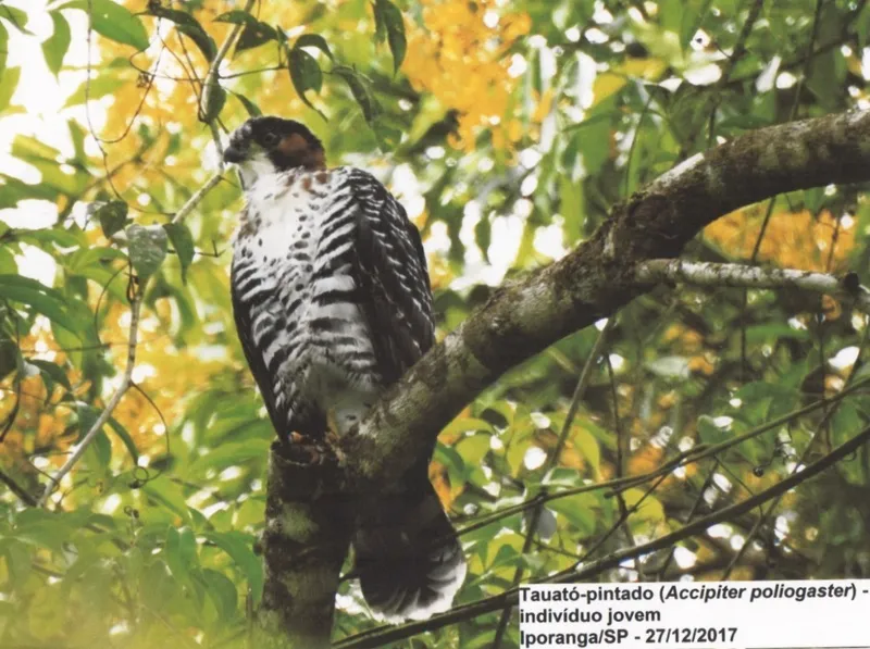Gray-bellied Hawk