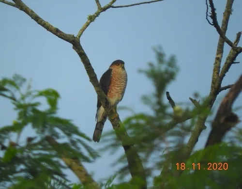Sharp-shinned Hawk