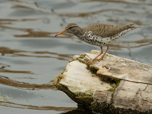 Spotted Sandpiper