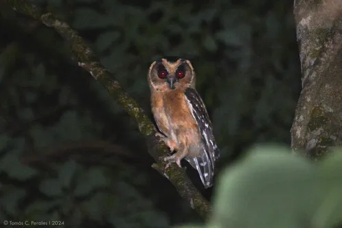 Buff-fronted Owl
