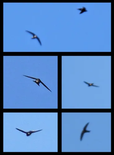 White-tipped Swift