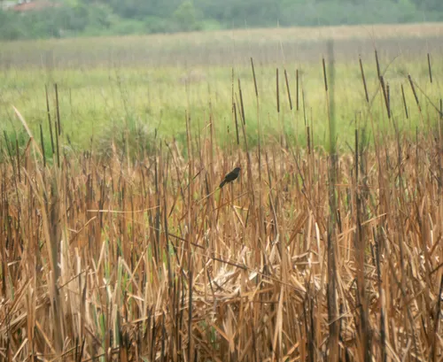 Unicolored Blackbird