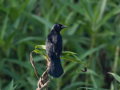 Yellow-breasted Blackbird