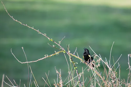 Yellow-winged Blackbird