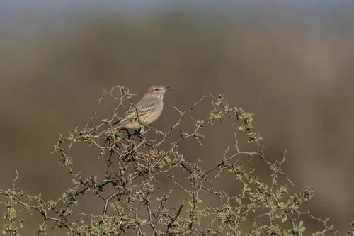 Lesser Shrike-tyrant