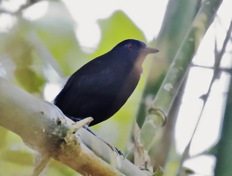 Goeldi's Antbird