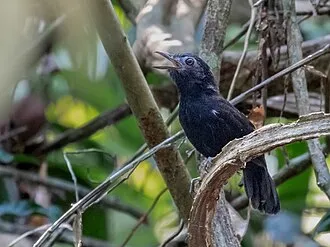 White-shouldered Antbird