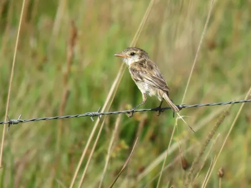 Strange-tailed Tyrant