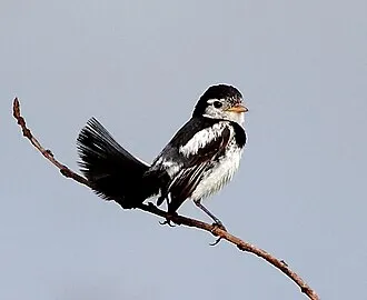 Galito