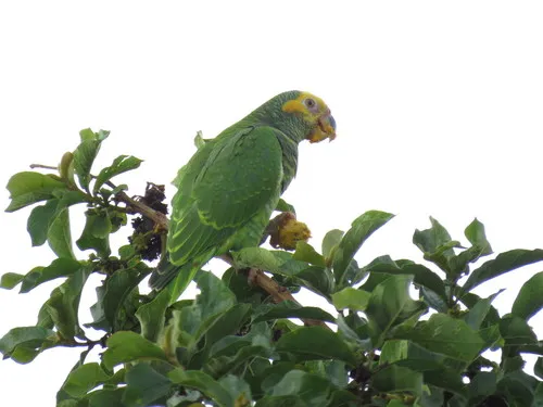 Yellow-faced Parrot