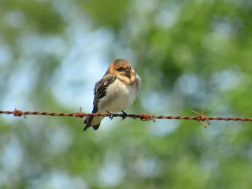 Tawny-headed Swallow
