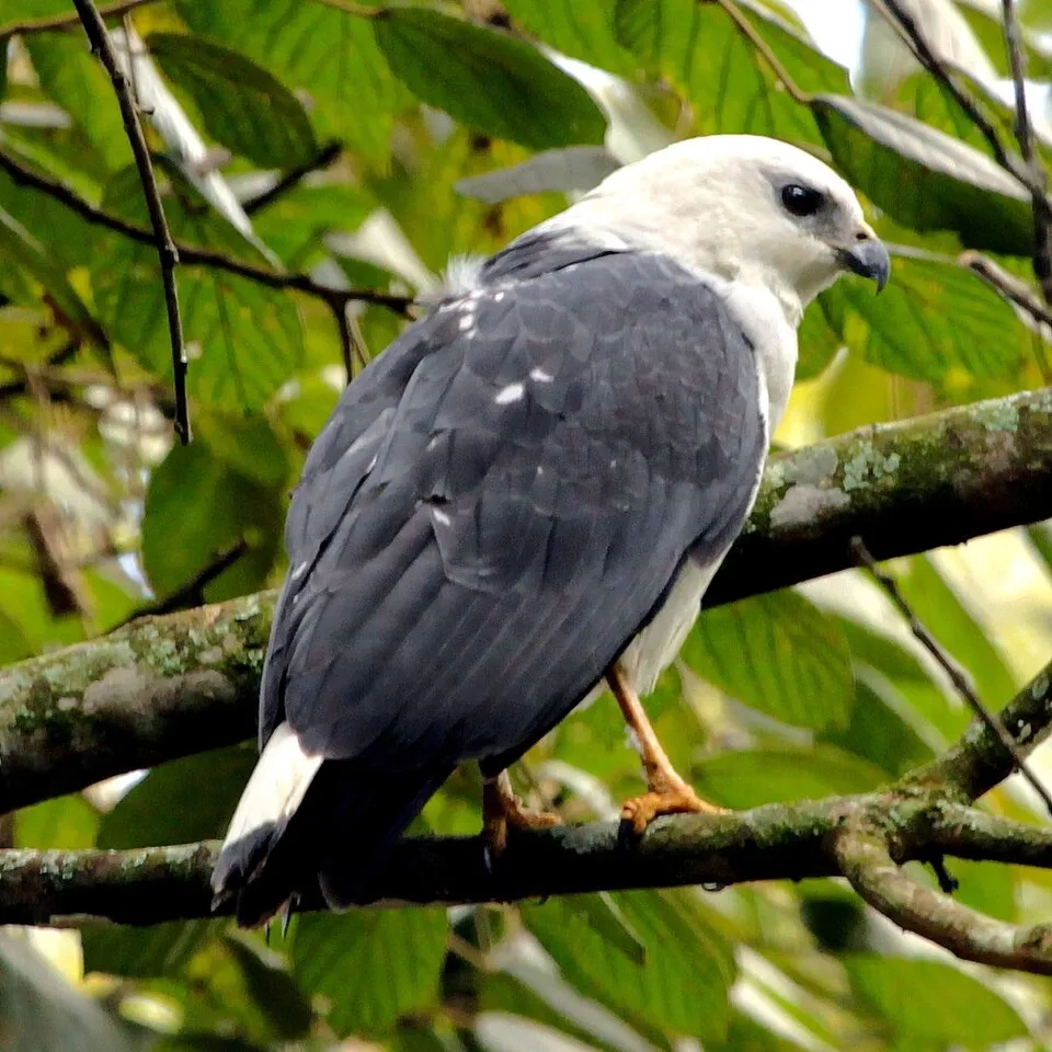 Gavião-pombo-pequeno