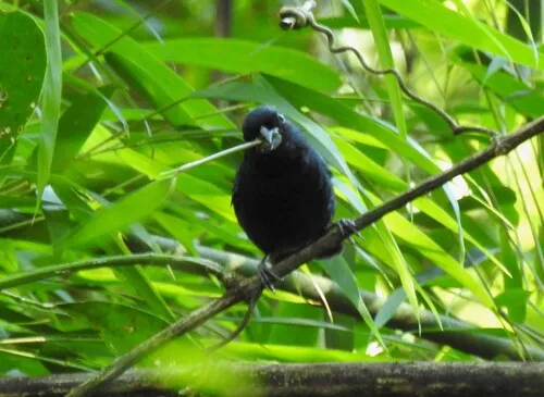 Blackish-blue Seedeater
