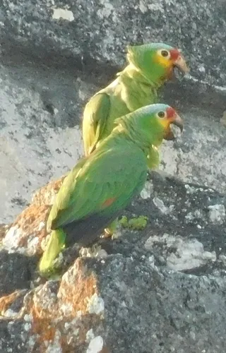 Red-lored Parrot