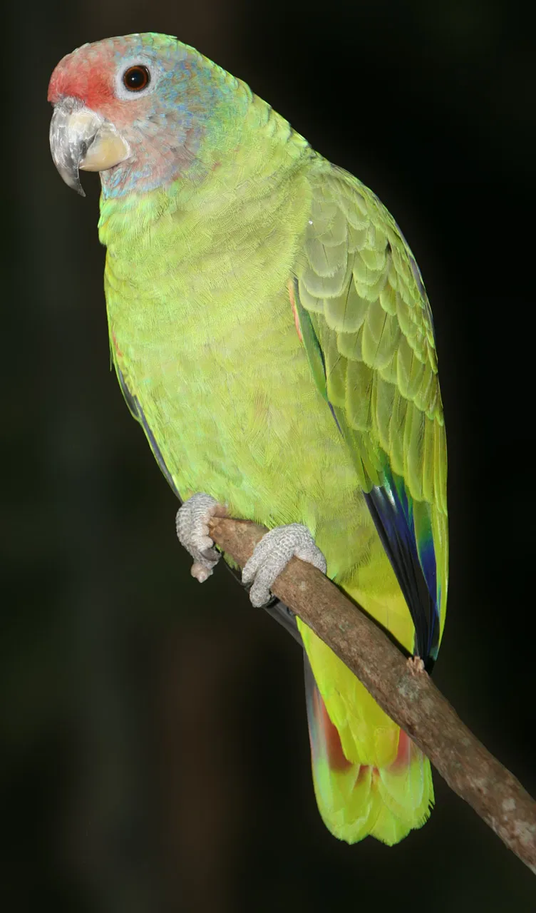 Red-tailed Parrot
