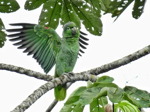 Mealy Parrot