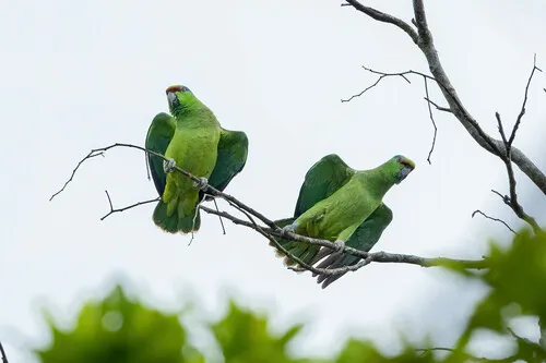 Papagaio-da-várzea