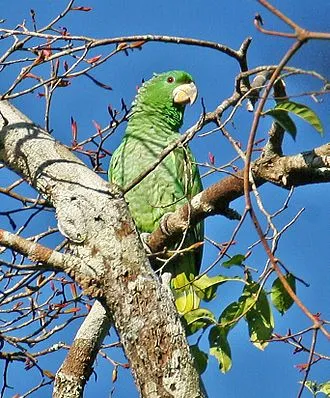 Kawall's Parrot