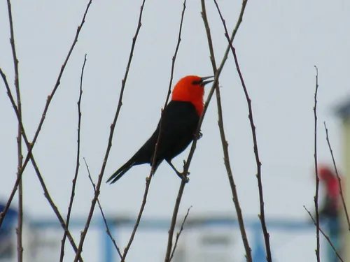 Scarlet-headed Blackbird