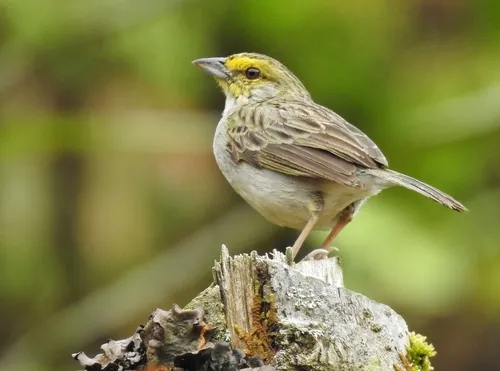 Yellow-browed Sparrow