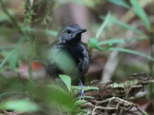 Formigueiro-de-barriga-cinza