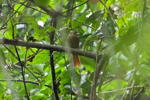 White-browed Foliage-gleaner