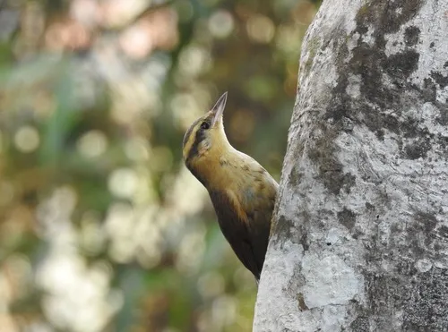 Limpa-folha-ocráceo