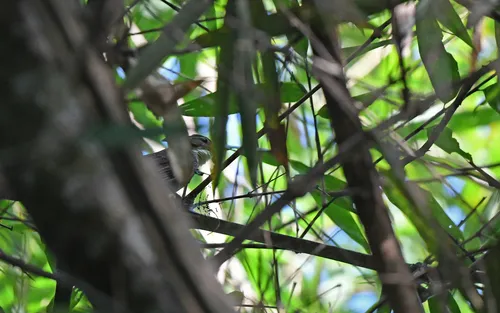Dusky-cheeked Foliage-gleaner