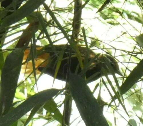 White-collared Foliage-gleaner