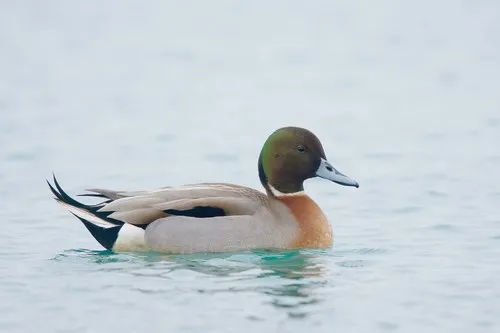 Northern Pintail