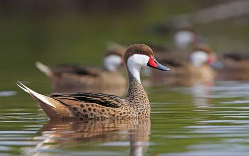 White-cheeked Pintail