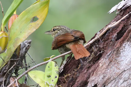 Chestnut-winged Hookbill