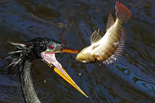 Biguatinga