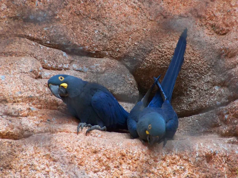 Indigo Macaw