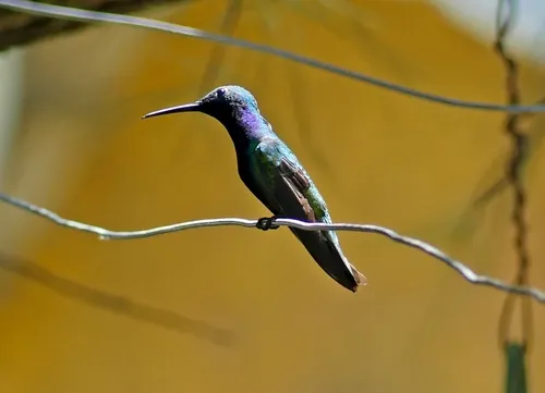 Beija-flor-de-veste-preta