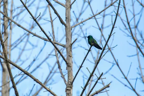 Beija-flor-de-veste-verde