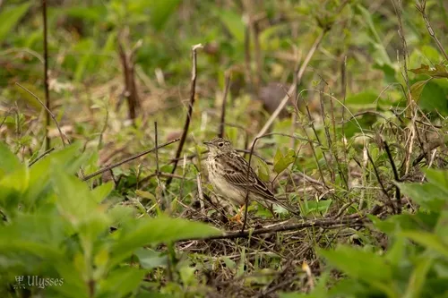 Yellowish Pipit