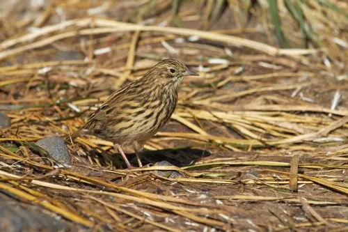 Correndera Pipit