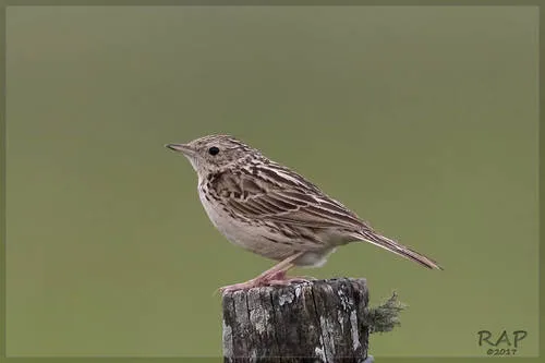 Caminheiro-de-barriga-acanelada