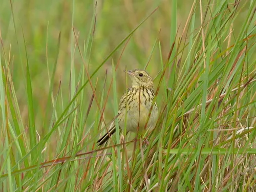 Ochre-breasted Pipit