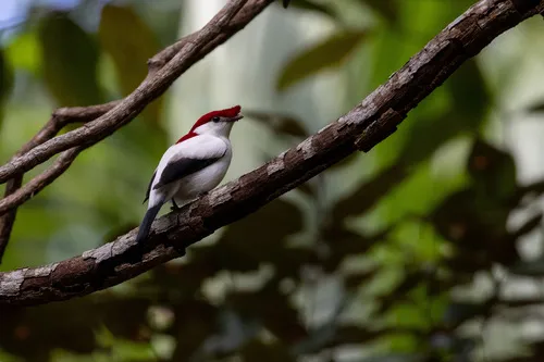 Araripe Manakin