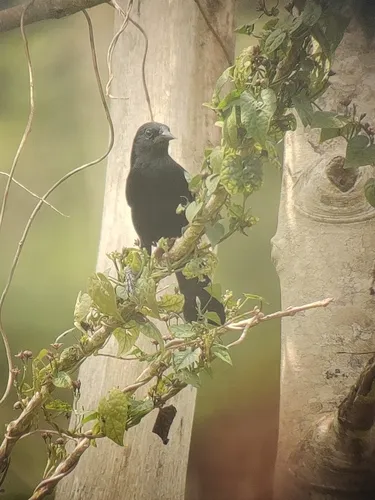 Forbes's Blackbird