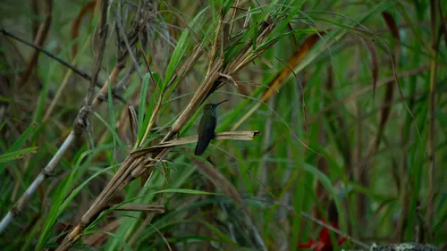 Sombre Hummingbird