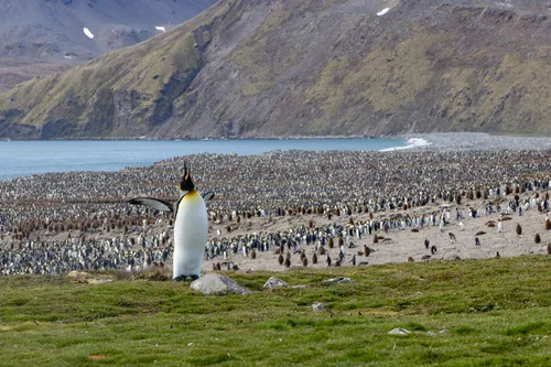Pinguim-rei