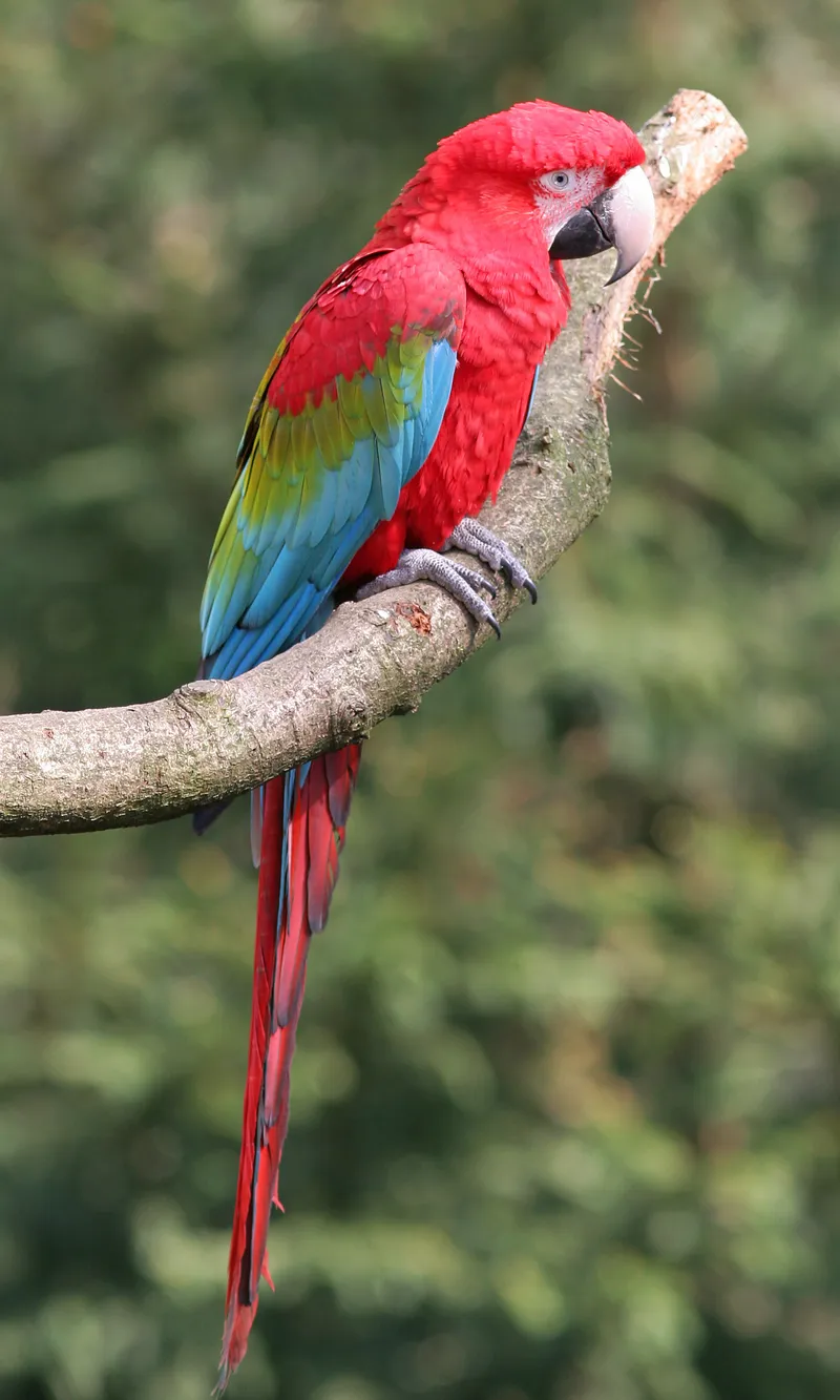 Arara-vermelha