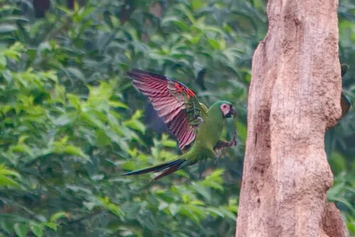 Chestnut-fronted Macaw